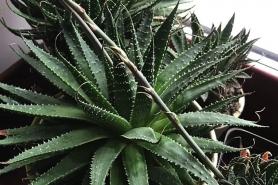 Aloë vera als kamerplant